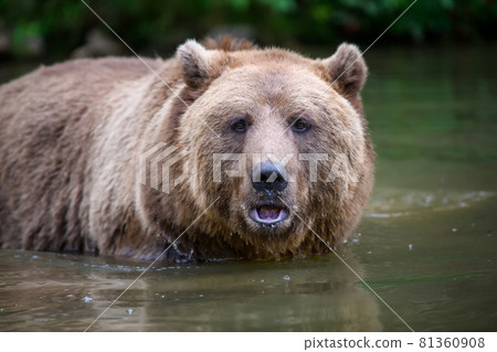 Wild Brown Bear on pond in the summer forest. Animal in natural habitat. Wildlife scene 81360908