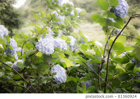 花朵攝影 81360924