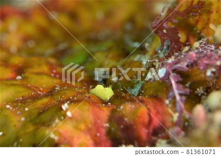 Ishigaki Island Lemon Nudibranch Part 1 81361071