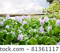 flower photography 81361117