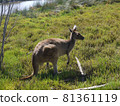 animal photography 81361119