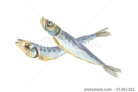 Niboshi of sardines Niboshi of sardines 81361181