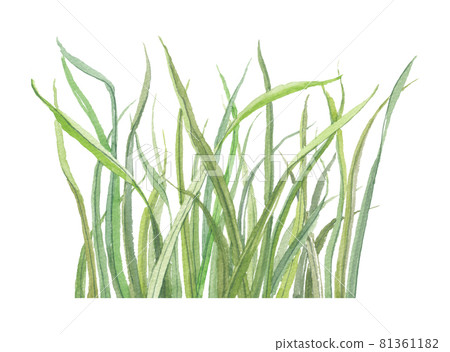 Barley young leaves Barley young leaves 81361182