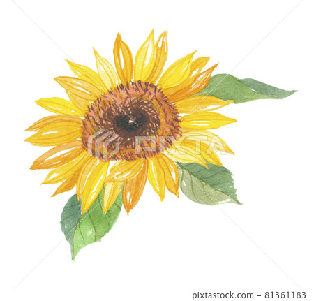 Sunflower sunflower 81361183
