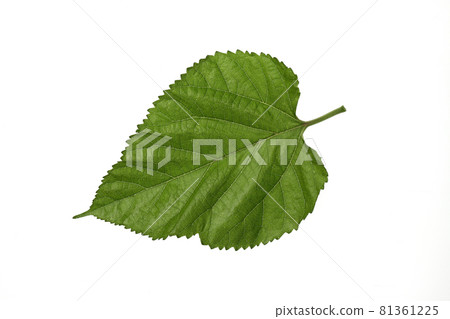 特寫,綠色桑樹 特寫,綠色桑樹 81361225