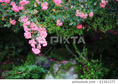 Temple scenery, temple tour, Temple scenery, temple tour, 81361275