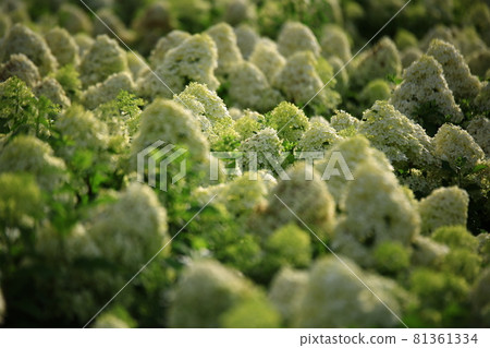 Temple scenery, temple tour, Temple scenery, temple tour, 81361334