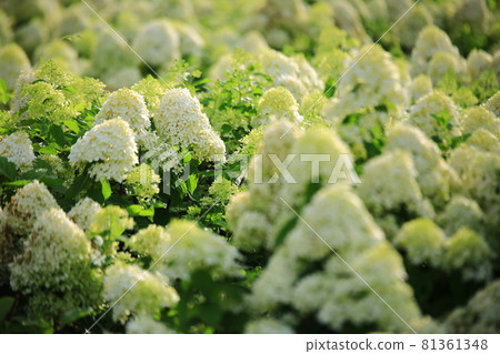 Temple scenery, temple tour, Temple scenery, temple tour, 81361348