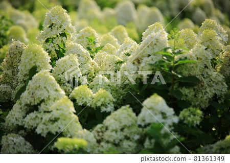 Temple scenery, temple tour, Temple scenery, temple tour, 81361349