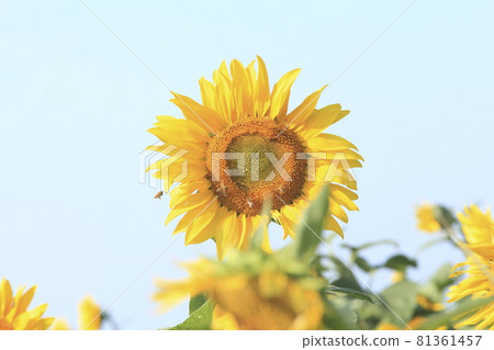 Omuta City Sunflower Field, 81361457
