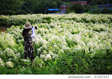 花田風光，夏日旅遊 81361527