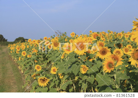 大牟田市向日葵田， 81361528