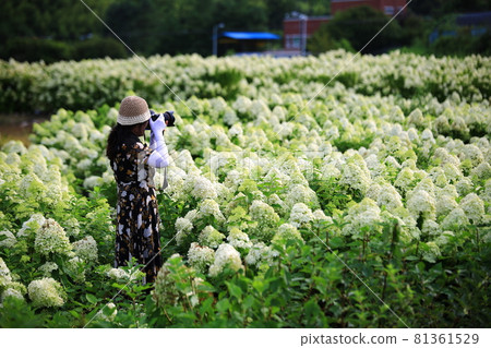 花田風光，夏日旅遊 81361529