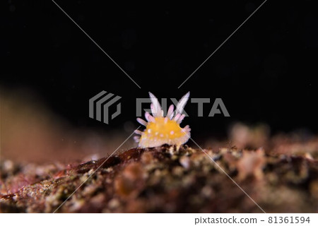 Ishigaki Island Nudibranch Part 1 81361594