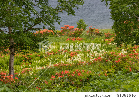 Nozori Lake, a flower field on the shore of the lake 81361610