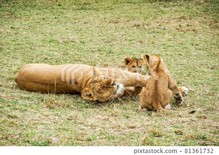 Relaxing lion parent and child in the Masai Mara National Reserve in Africa 81361732