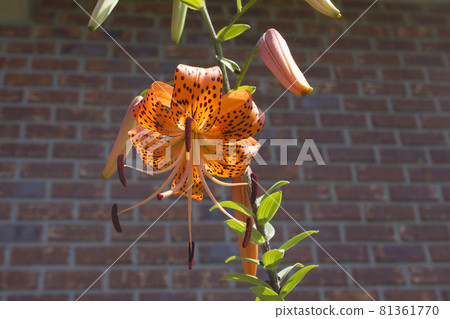 Lily flower 81361770