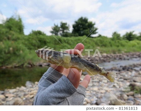 在琵琶湖和犬神川沿岸品嚐小香魚和天婦羅 照片素材 圖片 圖庫