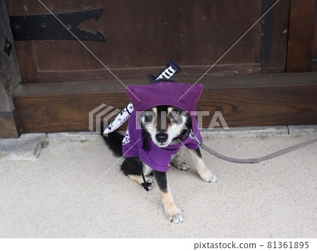 黑柴犬也成為忍者村伊賀上野的忍者 黑柴犬也成為忍者村伊賀上野的忍者 81361895