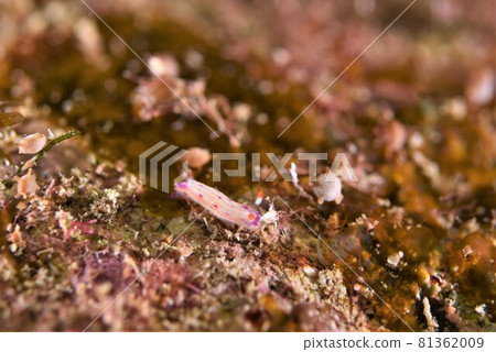 石垣島的Niyori Senten Iroumiushi (2) 81362009