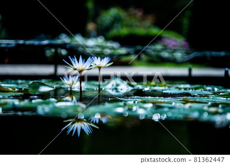 反射睡蓮(蘆鹿花公園) 反射睡蓮(蘆鹿花公園) 81362447