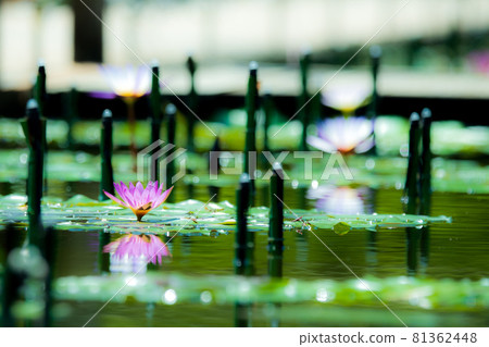 反射睡蓮(蘆鹿花公園) 反射睡蓮(蘆鹿花公園) 81362448