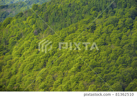 春山下擺佈滿萌木鮮綠 81362510