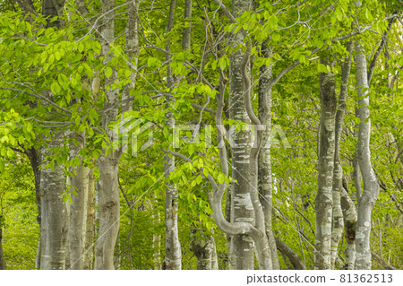 Young leaves shine in the beech forest on the plateau 81362513