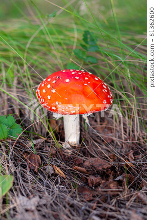 An inedible mushroom is a red fly agaric near a tree. Forest poisonous mushroom red fly agaric. Beautiful forest background with a red mushroom close-up. 81362600