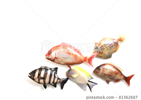 Sea fish Sea fish 81362687