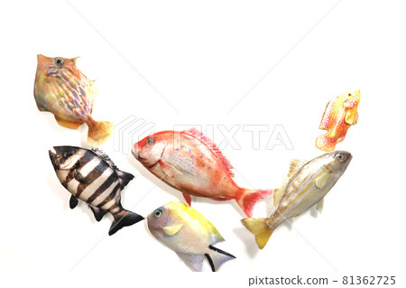 Sea fish 81362725