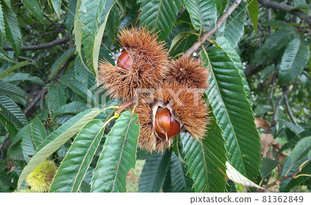Fruit of autumn 81362849