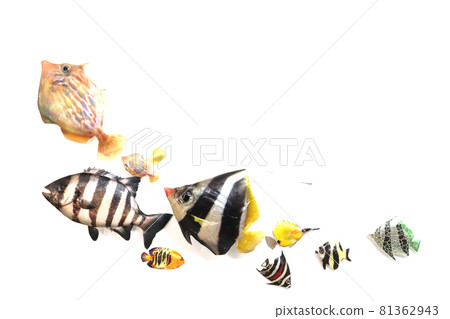 Swimming fish Swimming fish 81362943