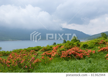 Nozori湖日本杜鵑花殖民地 81362944