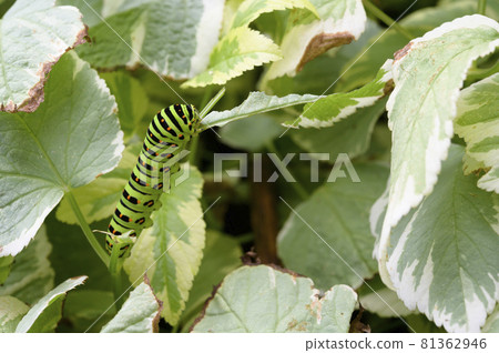 Papilio machaon 幼蟲（小學生三年級學習資料） 81362946