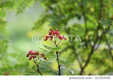 花椒果實 花椒果實 81363040