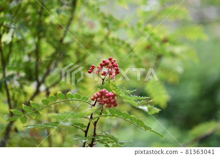 花椒果實 花椒果實 81363041