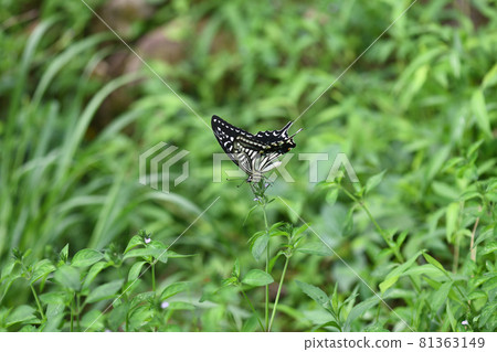 Swallowtail and wild grass 81363149
