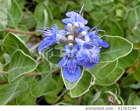 Vitex rotundifolia (Oga Peninsula) flowers 81363244