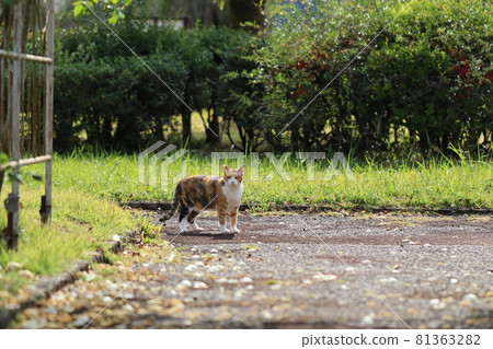 Calico cat trying to come to the garden 81363282