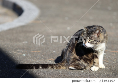American Shorthair cat glaring at the territory 81363392