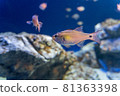 陽光觀賞魚 81363398