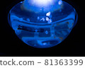 神奇的陽光水族館水母 81363399