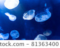 神奇的陽光水族館水母 81363400