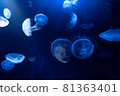 神奇的陽光水族館水母 81363401