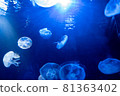神奇的陽光水族館水母 81363402