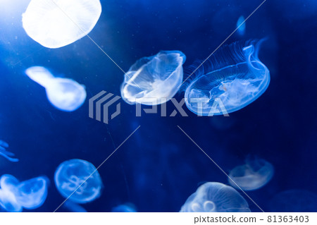 神奇的陽光水族館水母 81363403