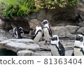 陽光水族館的企鵝 81363404
