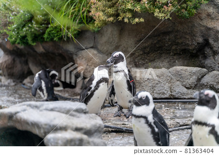 陽光水族館的企鵝 81363404