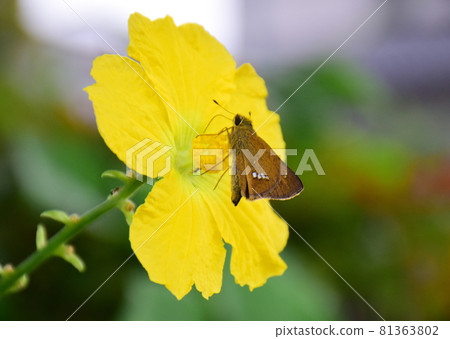 Loofah flower and parnara guttata (green background) Parnara guttata sucking nectar 81363802